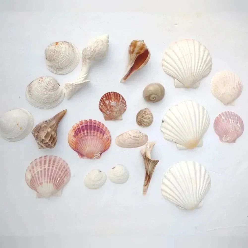 Seashell Lot Clearwater Beach, Florida